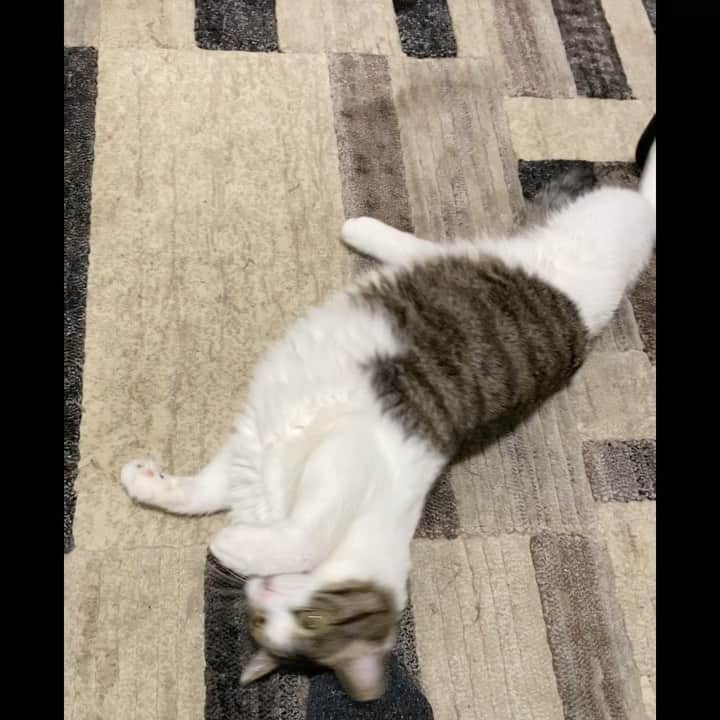 のインスタグラム：「ご飯食べたけどまだ欲しい時のアルフ #猫 #駄々っ子」