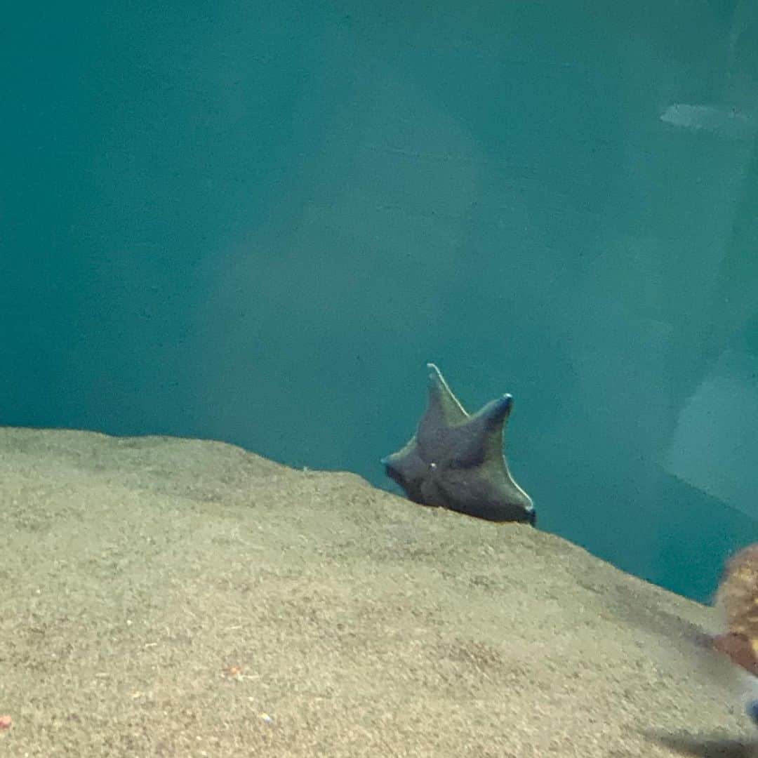 のインスタグラム：「⭐︎」