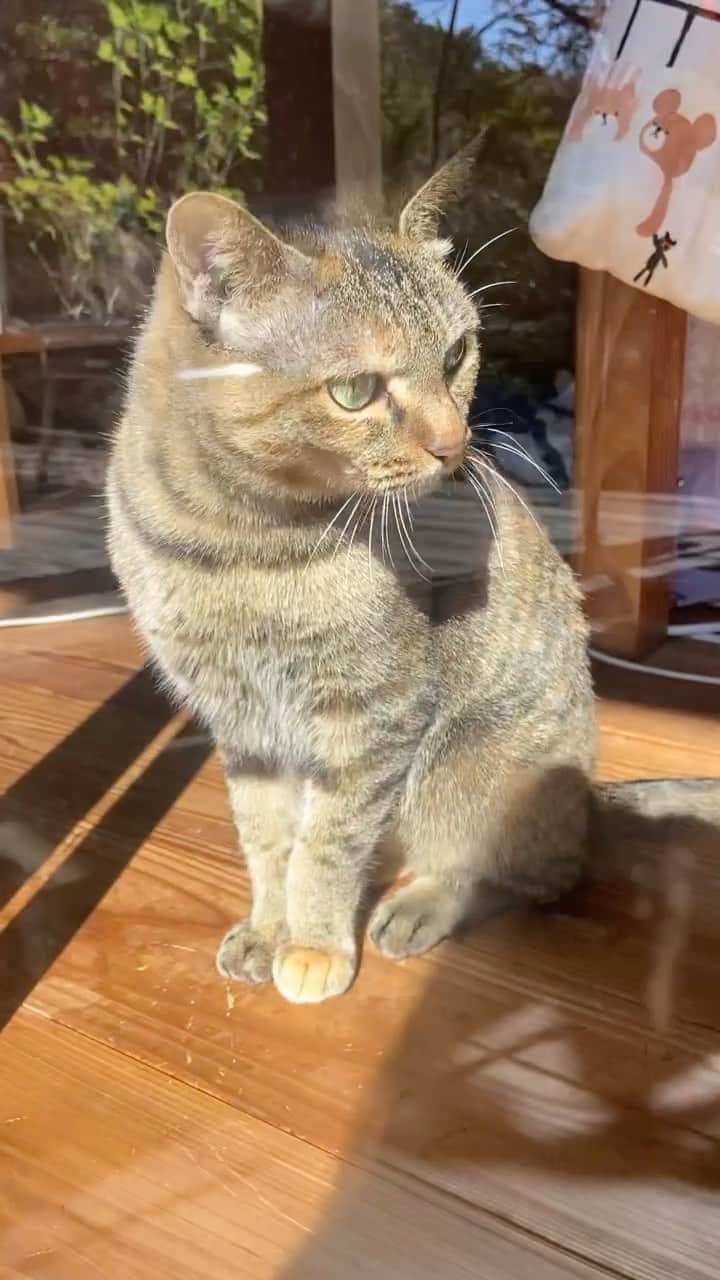 のインスタグラム：「みそ🐈」