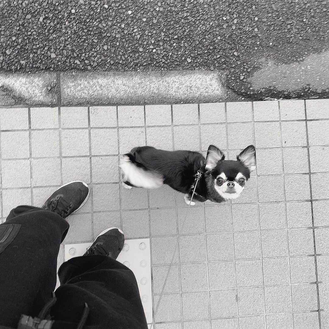 のインスタグラム：「今朝の朝活🐶✨🐿⚡️ 雨降らぬうちに散歩に連れ出す作戦😉 からの、寒くて震えてたから服の中に入れて持って帰る作戦🙃 #寒くても服はきらい犬 #おぱちお ？」