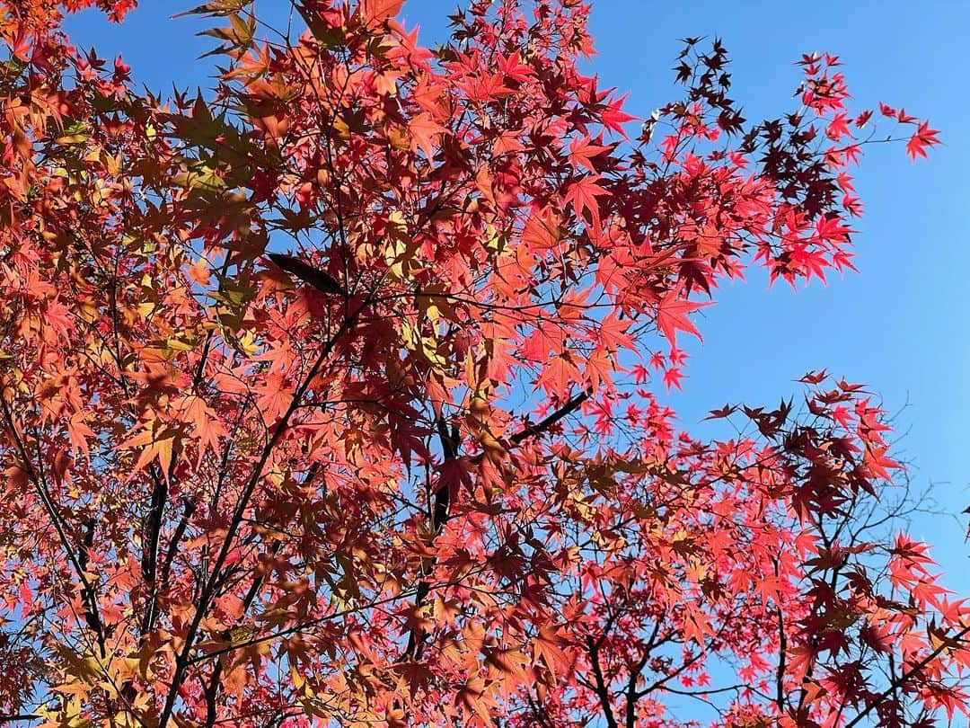 神野友亜のインスタグラム：「🍁」