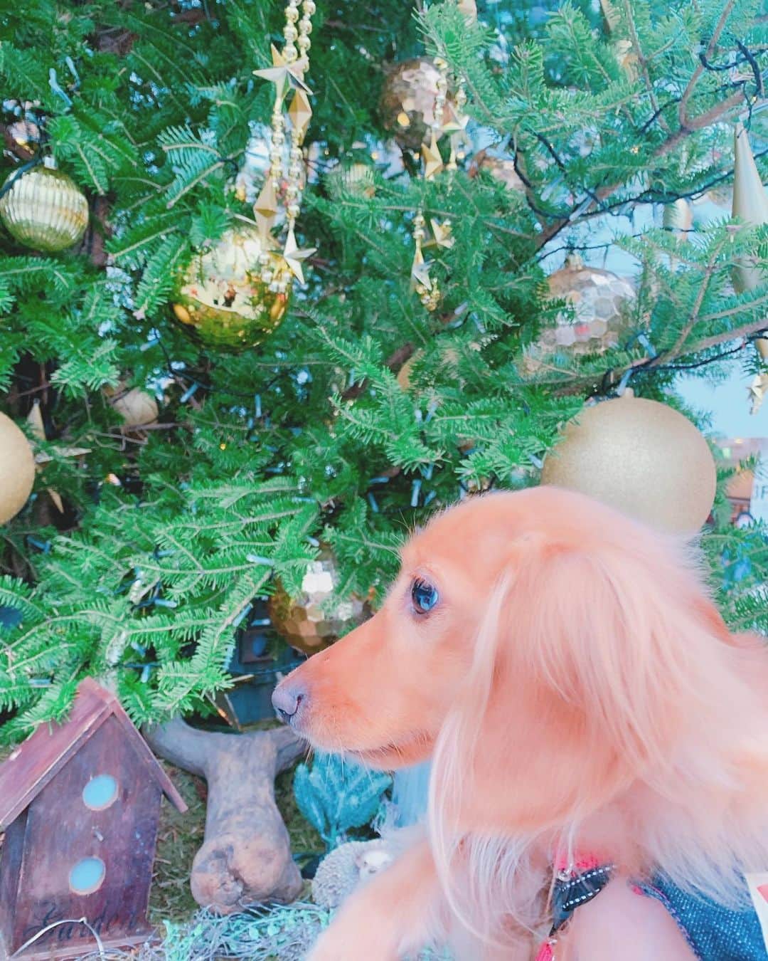 ゆうたむのインスタグラム：「🎄🎄🎄 . . . どこ行ってもキラキラで楽しい季節到来〜🐶♡✨✨ . . . #クリスマス #merrychristmas  #christmas #christmastree  #ゆうたむの犬🐶」