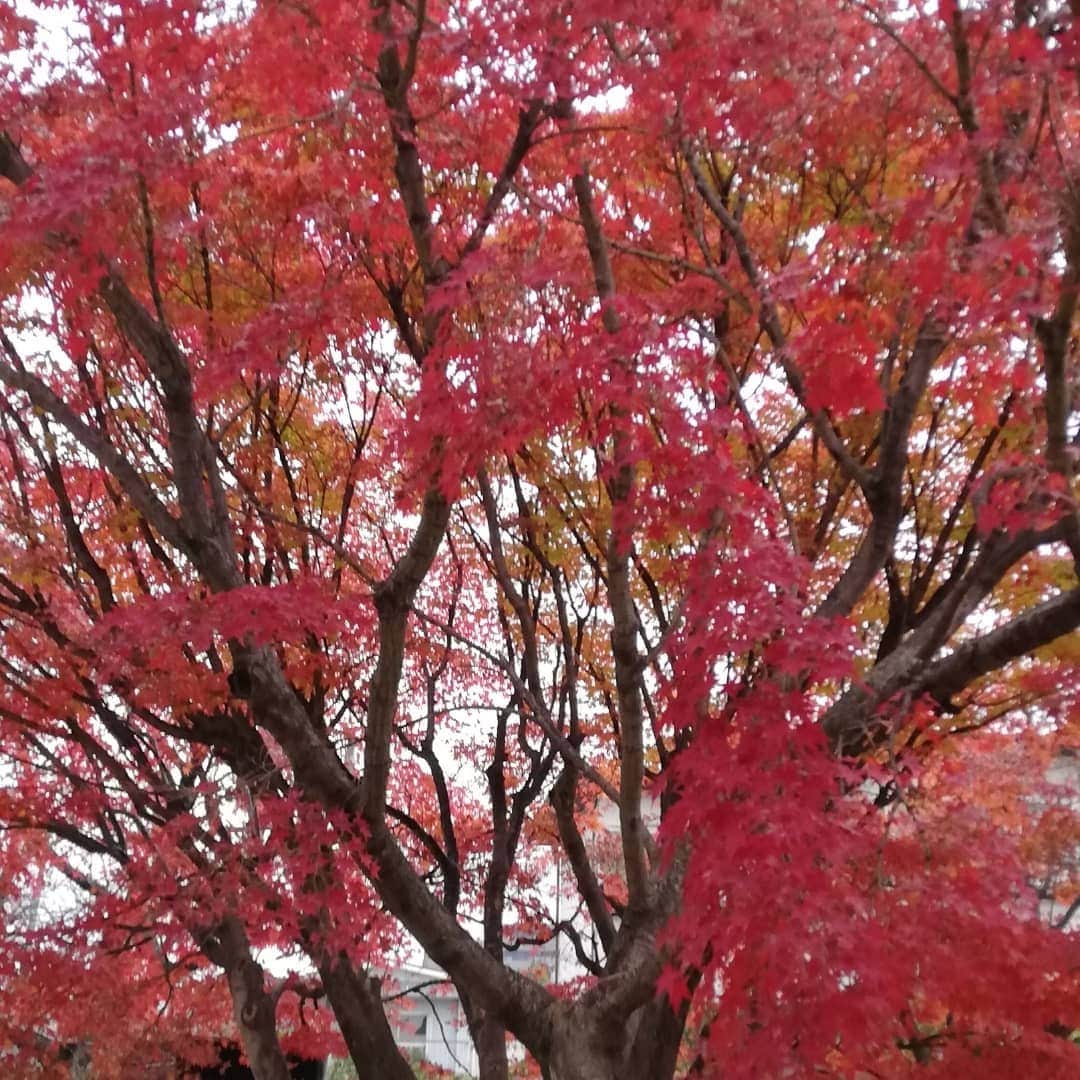 佐藤裕二さんのインスタグラム写真 - (佐藤裕二Instagram)「出勤時間は、まだ雨が降っていなかったのでパチリ📸 近所の公園のモミジも真っ赤です。 名古屋市内の木々もすっかり色づいて、きれいですね。  明日からはぐっと気温が下がるそう。 どうぞご自愛ください。  明日も素敵な一日になりますように🍁  #紅葉#モミジ ？#カエデ ？#イロハカエデ ？#名古屋#名古屋の紅葉#紅葉写真 #いい夫婦の日 #メーテレ#アップ#佐藤裕二 #自撮りおじさん」11月22日 18時19分 - karaage_satou