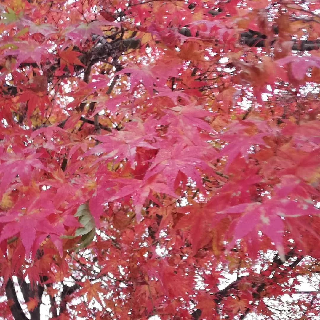 佐藤裕二のインスタグラム：「出勤時間は、まだ雨が降っていなかったのでパチリ📸 近所の公園のモミジも真っ赤です。 名古屋市内の木々もすっかり色づいて、きれいですね。  明日からはぐっと気温が下がるそう。 どうぞご自愛ください。  明日も素敵な一日になりますように🍁  #紅葉#モミジ ？#カエデ ？#イロハカエデ ？#名古屋#名古屋の紅葉#紅葉写真 #いい夫婦の日 #メーテレ#アップ#佐藤裕二 #自撮りおじさん」