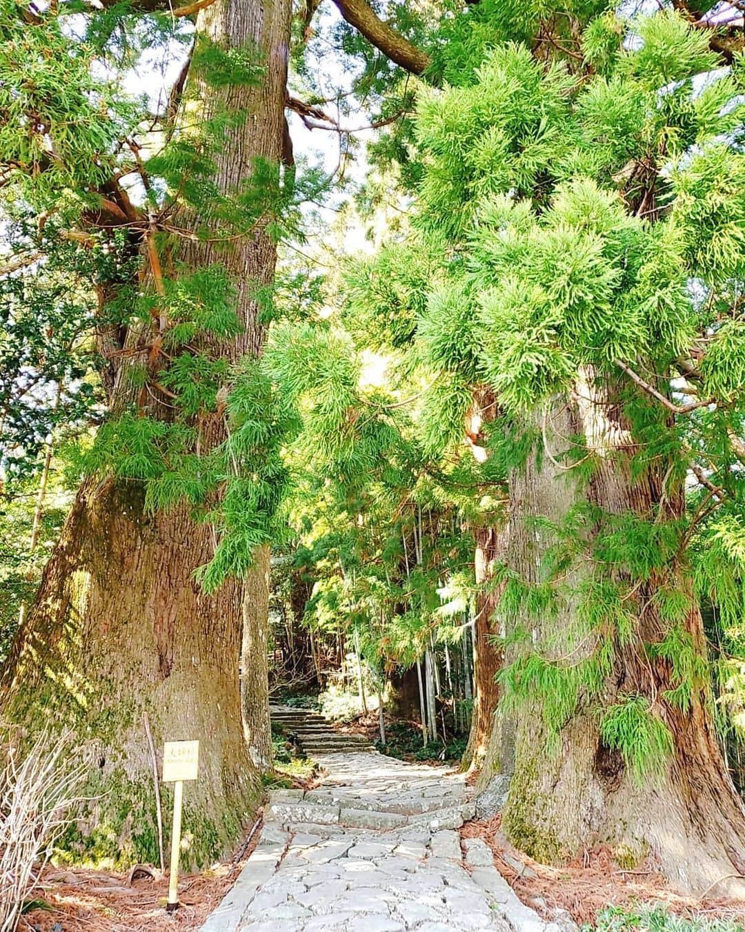 鈴木理香子のインスタグラム：「11月22日『いい夫婦の日』と 前回投稿からの繋がり『熊野古道』をかけて 本日は『夫婦杉』をご紹介🌲❤🌲  世界遺産 熊野古道 大門坂の入り口に 人々を出迎えるように立ち並らぶ夫婦杉👫 樹齢800年。高さは約55メートル。 鎌倉時代から時と人の流れを見てきた木。🌲🌲 近くで見ると大きさに圧倒されます。  鈴木さんの祖先は熊野古道の道案内を努め、 熊野信仰を伝えたそうです🌾 木漏れ日がこぼれる参道を歩きながら 『祖先の鈴木さんも歩いたんだなぁ』 と想いを馳せました😌  雨の日も晴れの日も  夫婦杉のような夫婦でありたいものですね😊😊  #11月22日 #1122 #いい夫婦の日 #夫婦杉 #和歌山 #世界遺産 #熊野古道  #和歌山 #鈴木さん #Miss鈴木 #鈴木理香子 #日テレNEWS24 #過去pick #japan #japantrip #trip」