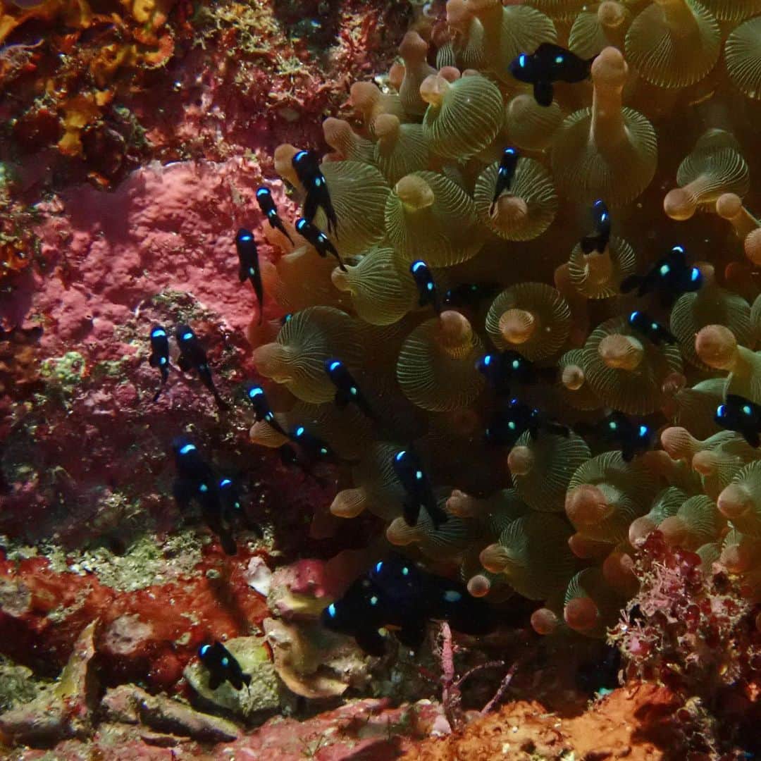 水原希子 さんのインスタグラム写真 - (水原希子 Instagram)「また潜りました！  コケギンポちゃんのモヒカン🥺 擬態してるオニオコゼ🌿 隠れてる蛸ちゃん🐙 また出会えたトラウツボ🐯 ミナミハコフグ🥰 ミツボシクロスズメダイ🎶  そして！！カエルアンコウ！！ 大きくてぷくぷく！！  今回は擬態系に沢山会えました。 可愛いなぁ🥺💕  #希子の海物語」11月22日 23時51分 - i_am_kiko