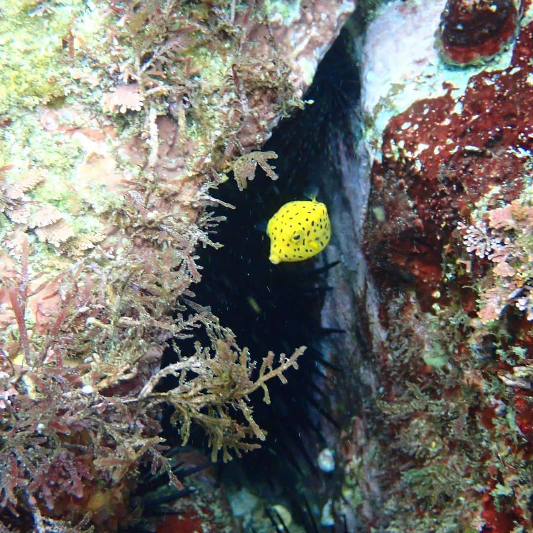 水原希子 さんのインスタグラム写真 - (水原希子 Instagram)「また潜りました！  コケギンポちゃんのモヒカン🥺 擬態してるオニオコゼ🌿 隠れてる蛸ちゃん🐙 また出会えたトラウツボ🐯 ミナミハコフグ🥰 ミツボシクロスズメダイ🎶  そして！！カエルアンコウ！！ 大きくてぷくぷく！！  今回は擬態系に沢山会えました。 可愛いなぁ🥺💕  #希子の海物語」11月22日 23時51分 - i_am_kiko
