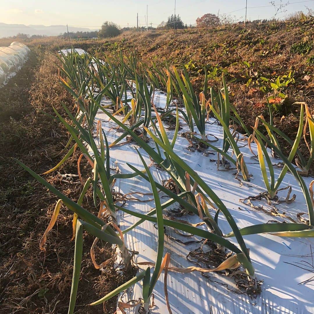 工藤阿須加さんのインスタグラム写真 - (工藤阿須加Instagram)「別の畑の野菜も順調です！！ 大根が、、、大根が、、、 引っこ抜く瞬間を動画でおさえるのでお楽しみに😆  #大根 #長ネギ #春菊」11月23日 15時49分 - asuka_kudo_ak
