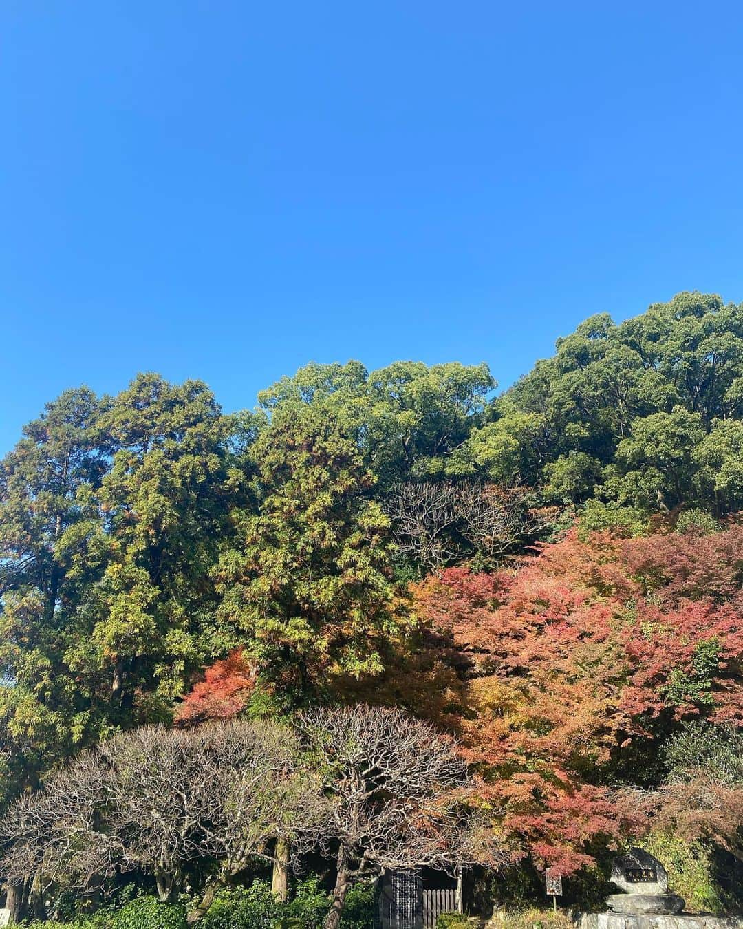 安美錦竜児（安治川）さんのインスタグラム写真 - (安美錦竜児（安治川）Instagram)「本日NHK幕内向正面解説です✨正面は北の富士さんです。頑張ります👍#大相撲 #九州場所 #NHK #解説 #安美錦 #安治川 #紅葉がきれい」11月23日 9時21分 - aminishiki_ajigawa