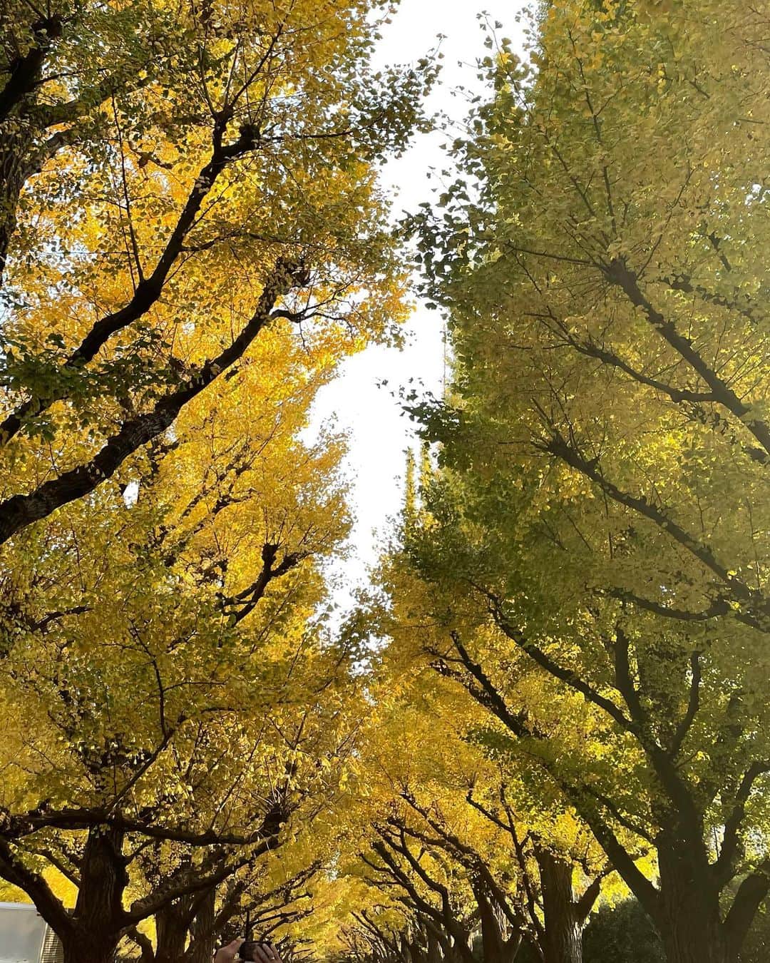 yuukachiさんのインスタグラム写真 - (yuukachiInstagram)「外苑前いちょう並木🍂  念願の！！ずっと行きたかった いちょう並木見に行ってきました！！！  赤い紅葉よりも黄色い紅葉が好きなんです🍁  幻想的でとても綺麗だったし いちょう並木沿いにあるカフェの テラスで紅葉見ながらパスタランチ したけど最高でした( ¯꒳​¯ )ᐝ  そしてこのお気に入りのトップスは @buyers_create_official のです！ ミニ丈も可愛いしシルエットも綺麗で おすすめです👌🏻👌🏻🥼  #外苑前いちょう並木#外苑前カフェ  #外苑前ランチ#外苑前いちょう並木通り」11月23日 11時23分 - yuuka_stagram
