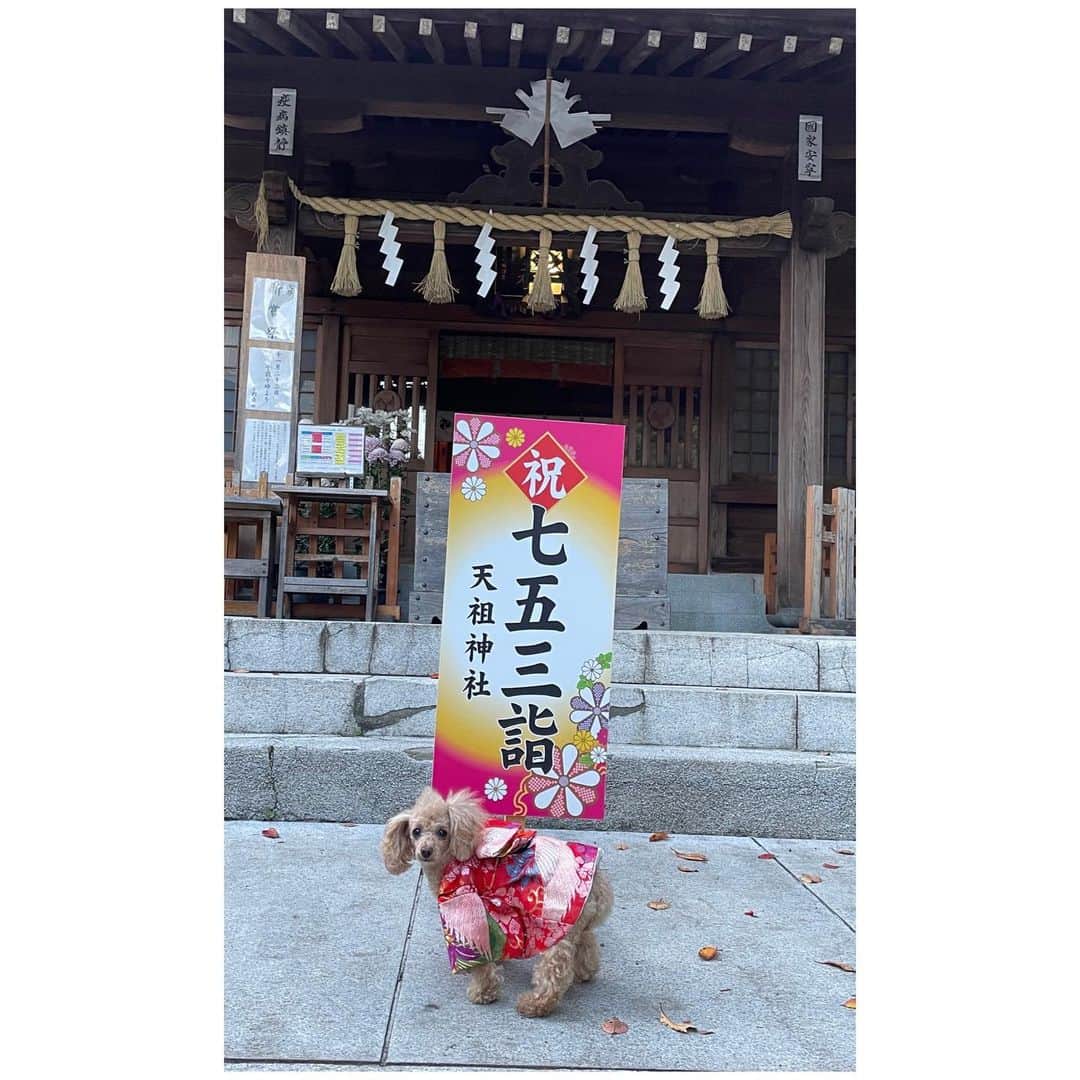 井上貴子のインスタグラム：「先日 隙間時間で 陽が暮れる直前に 道場の近くで氏神様の 「天祖神社」に写真を撮りに！  七五三の看板が無くなっていたので もう片付けちゃったんですね  と言ったら  男の子用と女の子用 出してきてくれて…😭  無事に撮影出来ました  相変わらず尻尾が下がってますが（笑）  どうにかひーちゃんの 好きな言葉をならべてご機嫌とって  ご協力ありがとうございました  今月から開設したYouTube おかげさまでチャンネル登録者数が 1500を超え どんどん撮影の意欲が湧いてます  いまのところ対談が多いですが 合間に ひとりでなにかにチャレンジしたり 紅緒柊音も登場したり ロケに出たり… 色んなことやりたいと思いますー  こんなの見たい^ ^  とかあれば ぜひコメントくださいーー  お待ちしてます  Happyで^ ^  プロフィール画面に記載のURLより 通販サイト「神取屋」に飛べます^ ^  コロナ禍に携わる全てのお仕事の皆様 心から感謝しています 引き続き油断せずお気をつけてお過ごし下さいませ  #井上貴子  #LLPWX #女子プロレス #トイプードル #七五三 #井上柊音 #https://youtu.be/w_8_LE5KVYk #cacatocacat #貴子ちゃんちゅーぶ #YouTubeはじめました #チャンネル登録お願い致します #LLPWX通販サイト神取屋 #感謝 #STOPCOVID19」