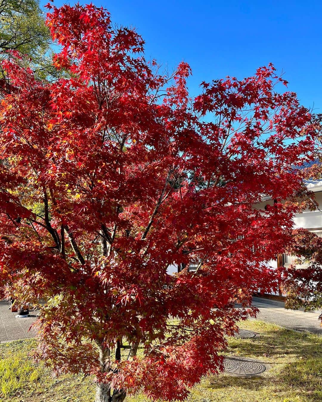 佐野真彩さんのインスタグラム写真 - (佐野真彩Instagram)「香川県【栗林公園】🍁 国の特別名勝に指定されている庭園の中で最も広く、日本三名園よりも木や石に優雅な趣があると記されているほど。  実家が近いので帰省すると散歩がてら行くのですが、心が落ち着くとても良い庭園です👟 今回は母と行きました。  次は和船に乗りたいな🚤 （近いとその内の連続で未だに乗ったことがないという。笑）  コート▶︎ @stunninglure  ブーツ▶︎ @dianashoespress   #香川県　#栗林公園　#香川観光　#stunninglure #kagawa #trip #ritsuringarden #地元紹介　#冬コーデ　#ダイアナブーツ　#おいりソフト」11月23日 13時18分 - sano.maya