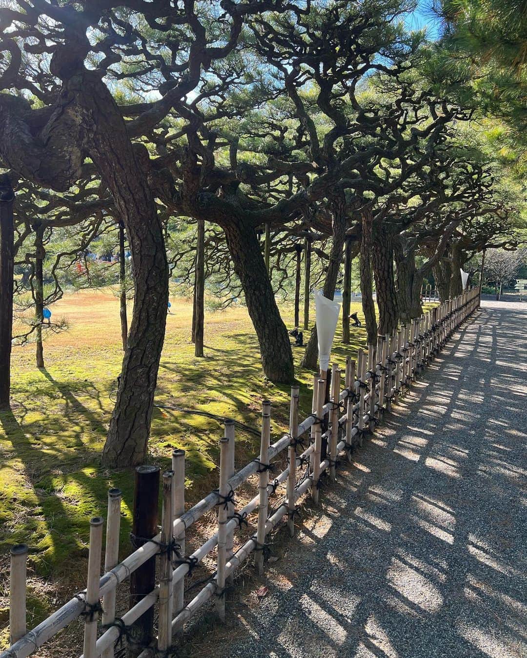 佐野真彩さんのインスタグラム写真 - (佐野真彩Instagram)「香川県【栗林公園】🍁 国の特別名勝に指定されている庭園の中で最も広く、日本三名園よりも木や石に優雅な趣があると記されているほど。  実家が近いので帰省すると散歩がてら行くのですが、心が落ち着くとても良い庭園です👟 今回は母と行きました。  次は和船に乗りたいな🚤 （近いとその内の連続で未だに乗ったことがないという。笑）  コート▶︎ @stunninglure  ブーツ▶︎ @dianashoespress   #香川県　#栗林公園　#香川観光　#stunninglure #kagawa #trip #ritsuringarden #地元紹介　#冬コーデ　#ダイアナブーツ　#おいりソフト」11月23日 13時18分 - sano.maya