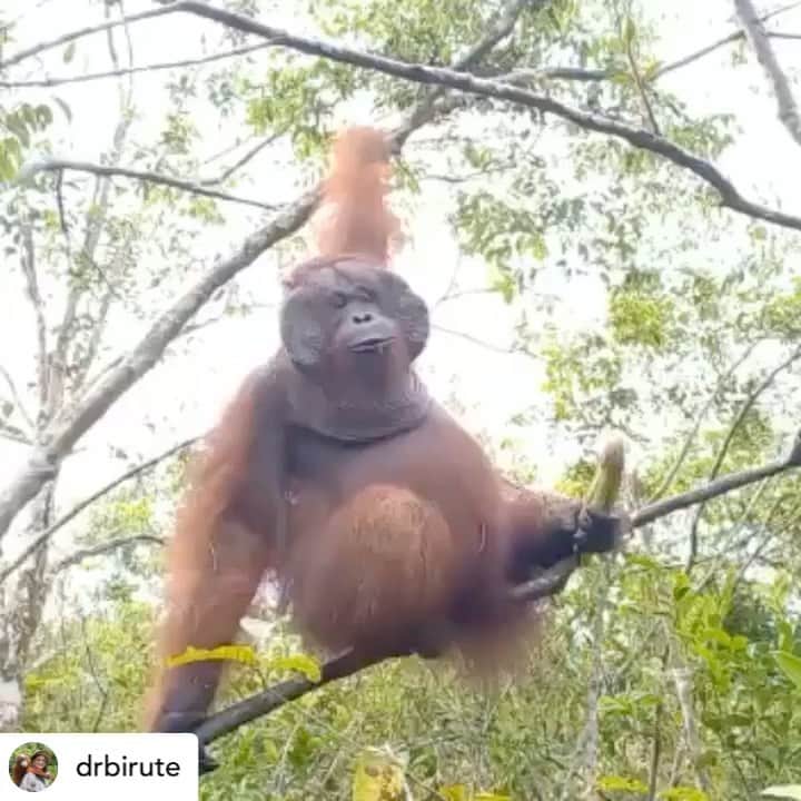 OFI Australiaのインスタグラム：「Repost from @drbirute …. “Wild orangutan Albert is watching us humans close by but obviously is not impressed by what he sees! Wild orangutans are on the verge of extinction due to massive deforestation. This month I celebrate 50 years in the field in Borneo studying them and working to protect them and their rainforest habitat. Albert has every reason to be upset by humans! Please help OFI save orangutans. By saving wild orangutans, among the greatest seed dispersers, we help save rainforests in Borneo!” #saveorangutans #saynotopalmoil #saverainforests #recyclepaper」