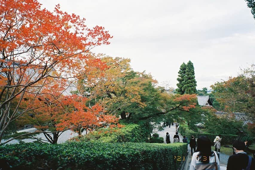 ハルさんのインスタグラム写真 - (ハルInstagram)「京都にて  #naturaclassica」11月23日 17時12分 - haruhamada