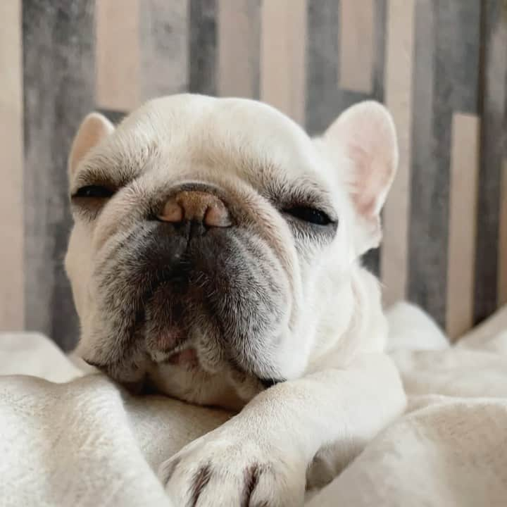 Ham-chanのインスタグラム：「#frenchbulldog #frenchie #hamchan #フレブル #フレンチブルドッグ #はむはむ #はむちゃん  朝のダラダラ🐶☀️」