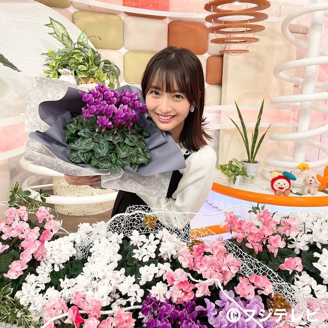 フジテレビ「めざましテレビ」さんのインスタグラム写真 - (フジテレビ「めざましテレビ」Instagram)「きょうのお花は「シクラメン」🌺 カラフルできれいなシクラメンは お歳暮にもオススメだよ😀 ＃めざましテレビ」11月23日 17時50分 - mezamashi.tv