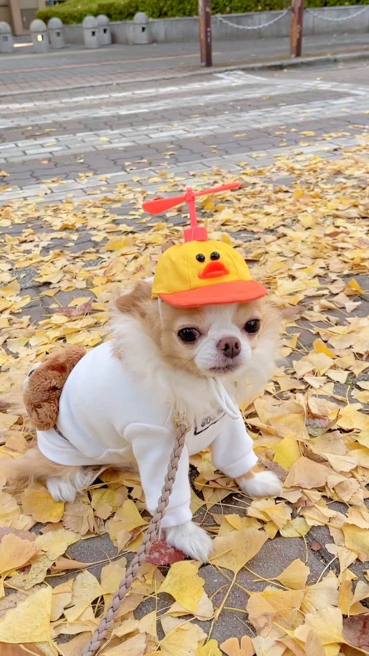 のインスタグラム：「⁑  また変な帽子かぶらされたでしゅ🐔  #心をなくしたシリーズ」