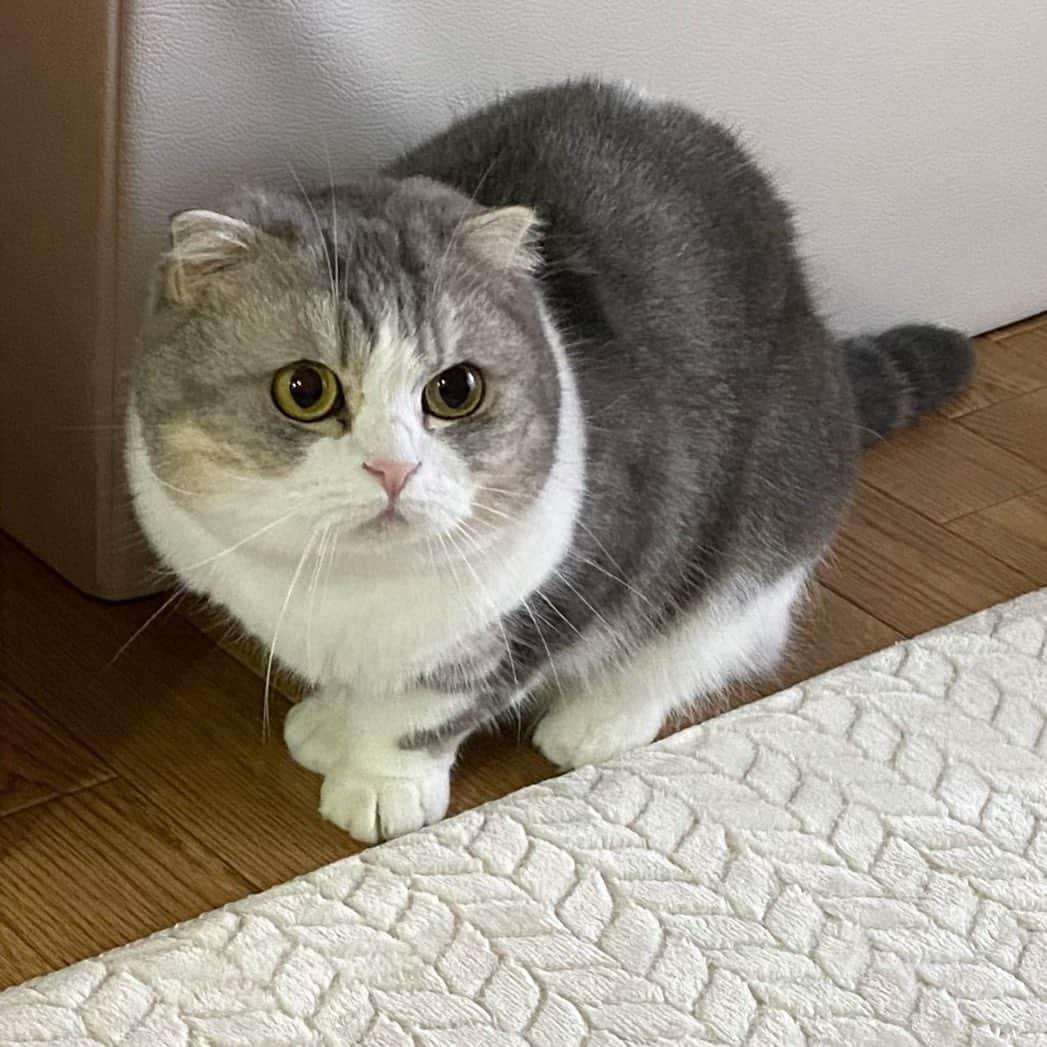*eri*のインスタグラム：「┈ ☺︎ ⁡ こんばんは｡･*･:♪  ⁡ ⁡掃除機怖くて隅っこに逃亡ww😿💦  ⁡ ⁡ ⁡ 2021.11.23 #猫 #ねこ #スコティッシュフォールド #ネコ #ねこ部 #にゃんこ #スコティッシュ#ニャンコ#ペット#スコ#猫部#cat #Scottishfold」