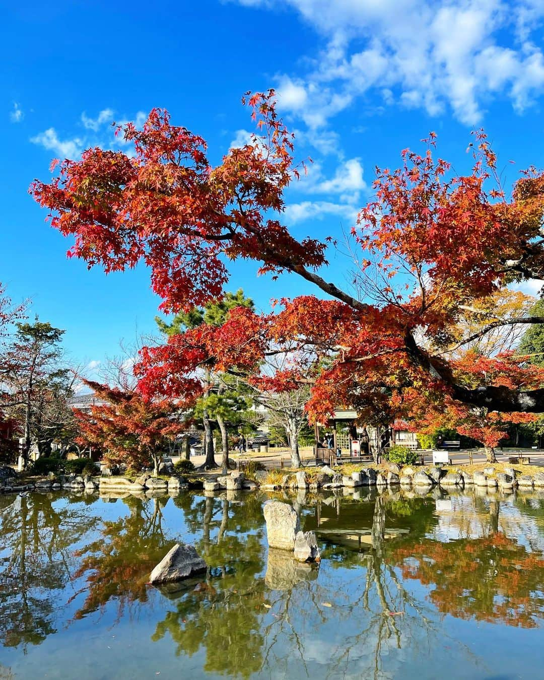 近本あゆみのインスタグラム：「京都へ行ってきました⛩✨ お仕事メインでしたが空き時間は家族で観光へ✨ 紅葉の色づきは半分ぐらいだっのでまだそこまで混雑もなくお寺や公園などゆっくり見られて良かったです💕 写真は八坂神社〜円山公園エリア✨ 特に円山公園はどこを撮っても絵になる映えスポットだけど人が少なくてオススメです🙆🏻‍♀️ * * #trip #travel #旅行好きな人と繋がりたい #絶景 #たびすたぐらむ #旅スタグラム #旅行好き女子 #思い出 #子連れ旅行 #国内旅行 #京都 #京都観光 #紅葉スポット #京都紅葉 #kyoto #kyototrip #八坂神社 #円山公園」