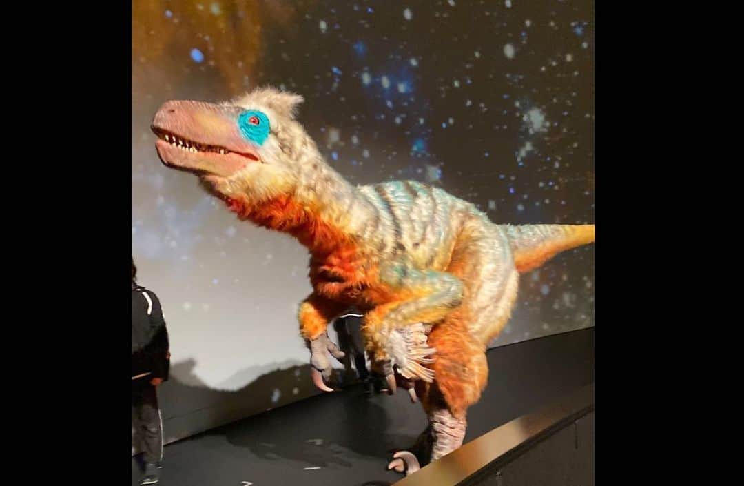 野水伊織さんのインスタグラム写真 - (野水伊織Instagram)「先日、DINO-A-LIVEを観に行ってきました🦖 TVで見かけてどうしても行きたかったんだー！  生きているとしか思えないクオリティーの恐竜さんたち。 どうせならと最前で観たので、恐竜の尻尾が頭の上をブンブンしたり、顔が目の前に迫ったりの大迫力……✨👏 まばたきに💩に、本当に恐竜が生きている世界に迷い込んだようなリアリティでした！  ジュラ紀〜白亜紀後半の時代で、ブラキオやティラノやスコミムスなどなどの生活を垣間見てきました☺️ 没入してるとあっという間。 思った以上に感動してしまった……🥲  私のお気に入りはやっぱりふわっふわのユタラプトル✨ でもほんとの一推しはモササウルスなので、物販でモサの歯の化石をお迎えしました❤️  あまりに良かったのでまた観たいなー☺️🦕  #ディノアライブ #タイムダイバー #dinoalive #恐竜 #dinasour #ihiステージアラウンド東京 #ダイナソー #ティラノサウルス #ユタラプトル」11月23日 20時18分 - nomizuiorichan