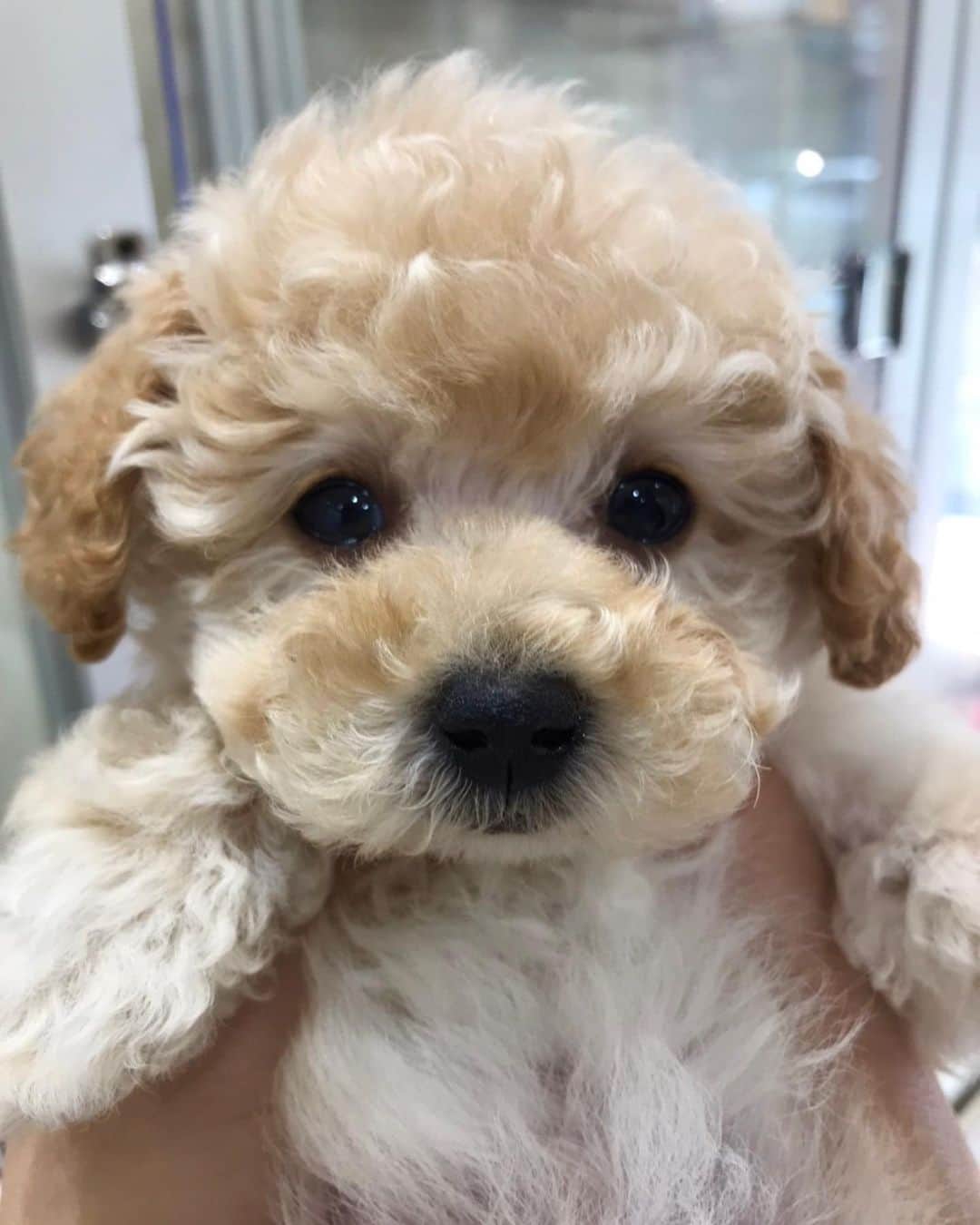 森川侑美のインスタグラム：「Happy birthday UYU🐶 ようやく1歳になりました♡  お家に迎え入れる前は不安ばかりだったけど 実際は幸せをたくさんもらう日々です☺️ 本能のままがむしゃらに生きる姿が愛おしい☺️笑  わんこって空気読めると思っていたけど 私が怒ったら尻尾を振って喜んだり、 喜んでたら引いて見てきたり、 泣いてたら跳ねて戯れてきたり、 まだまだ噛み合わないことも多いですが笑、 これからもっと仲深めていこうね〜♡ マイペースなうゆちゃんが大好きだよ♡  私だけじゃなく、うゆを可愛がって支えてくれる周りの皆が居てくれたからこそ無事に迎えられた1歳誕生日🎂 いつもありがとうございます💝 これからもよろしくお願いします🐾🐶💕  #トイプードル#1歳誕生日#犬#いぬのいる暮らし#いぬすたぐらむ#うゆ#出会った頃から今日までの写真#1123」