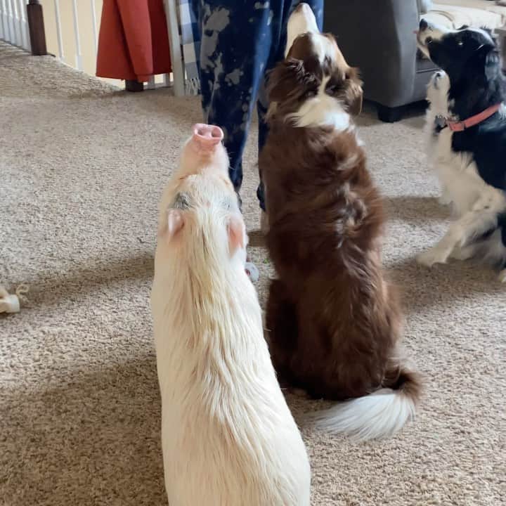 のインスタグラム：「Doing tricks with my friends!🐷🐶🐶🐶 #skillz」
