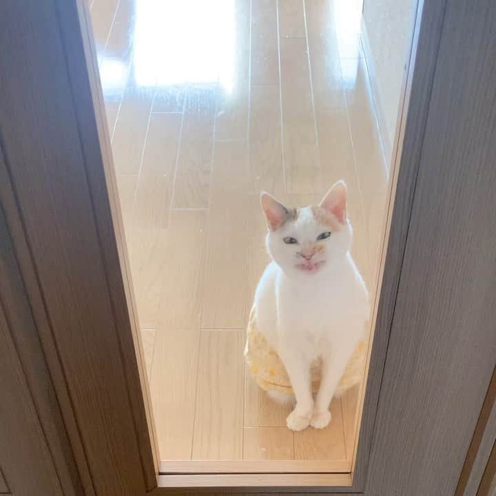 マルのインスタグラム：「🌞いつでもスマイルしようね おはみん、バイバ〜イ₍^·͈༝·͈^ฅ   #猫動画#smile #癒し#スカートをはいた猫#猫との暮らし#おうち時間#三毛猫#猫#cat#ねこ部#ペコねこ部#にゃんすたぐらむ#catlife#sweetcatclub #ねこのきもち#ふわもこ部#ねこすたぐらむ #cute#ilovepets#petstagram #Instagood #catstagram#catsofinstagram」