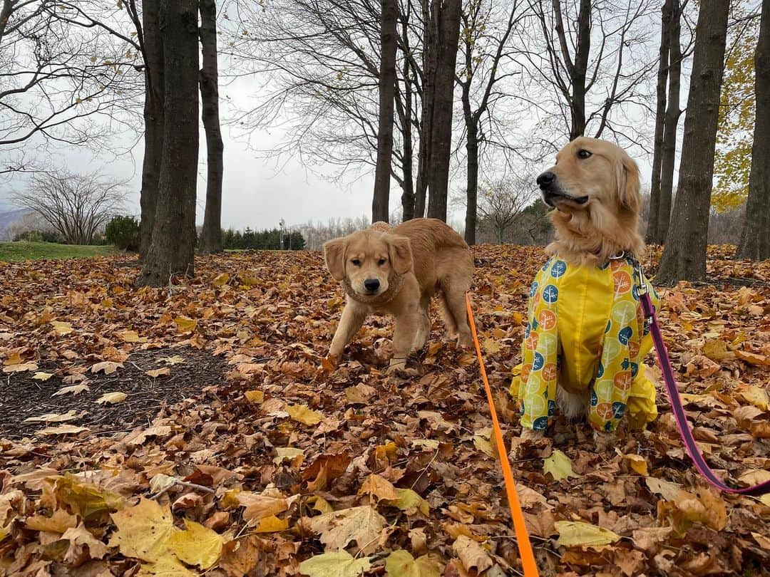 ともさんのインスタグラム写真 - (ともInstagram)「今日は、ずっと会いたいな〜と思っていたモアちゃんと公園で待ち合わせて、るこる君とお散歩してもらって来ました❤️ モアちゃん、女の子ってお顔で、優しくて、お顔もちっちゃいの💕 るこる君と比べたいんだけど、マイペースるこたん😂 一瞬並んだ写真でお顔の大きさを見てください🤣 モアちゃん又遊んでね〜❣️ * #ゴールデンレトリバー　#モアちゃん2歳　#るこる君6ヶ月」11月24日 19時01分 - tomowithdog