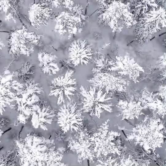 佐々木萌のインスタグラム：「❄︎*~~~ 𝓼𝓷𝓸𝔀𝔂始動~~~*❄︎  エドガー・サリヴァンとしても活動してきた佐々木萌（ @skmoeee ）の新プロジェクト”snowy”（ @snowymusic2021 ）が始動。 故郷の雪景色を抒情的なサウンドで表現する新世代シンガーソングライター、音楽プロデューサー。 土岐麻子のアルバム『Twilight』収録楽曲「travellers」では作曲を手がけるなど、ほかアーティストへの楽曲提供も行う。  #snowymusic #佐々木萌 #moesasaki」