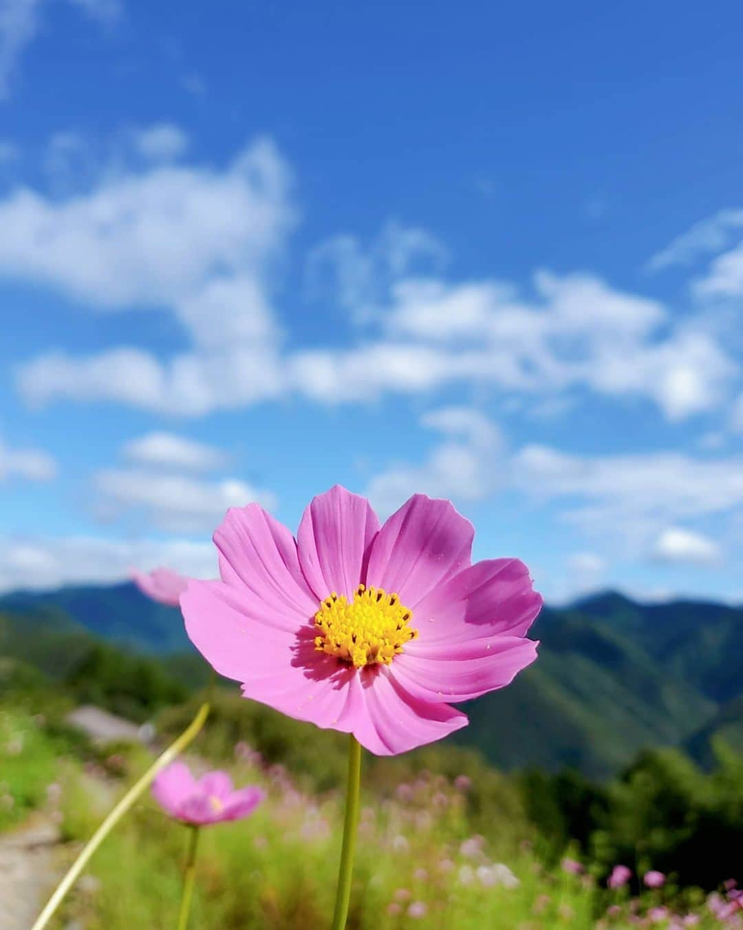 鈴木理香子のインスタグラム：「熊野古道 空が高かった😊 今日は東京も青空が広がっていますね☀️ 出勤前にインフルエンザのワクチン接種してきました💉 では 日テレNEWS24宜しくお願い致します😌  #世界遺産 #熊野古道  #和歌山 #鈴木さん #Miss鈴木 #鈴木理香子 #日テレNEWS24 #セントフォース #花好きな人と繋がりたい #コスモス #花 #カメラ好きな人と繋がりたい #空 #過去pick #japan #japantrip #trip #flowers #sky」