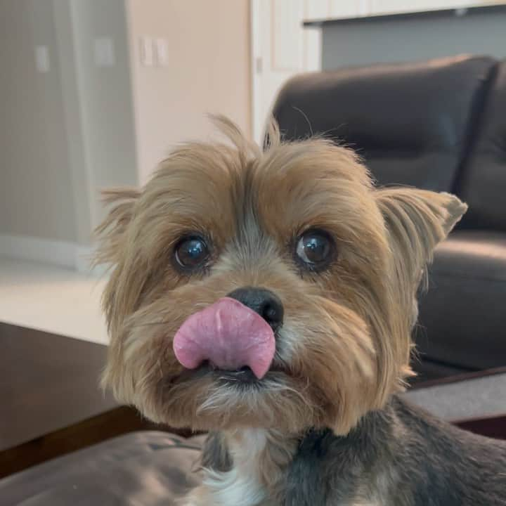 のインスタグラム：「Sammy 💭 This is how you tell your hooman you want a treat without saying a word! 😆😛🤪😋 #ReadMyLips #TreatTime #PrettyPlease #Begging #BeggingDog #BeggingDogs #TongueOutEveryday in」