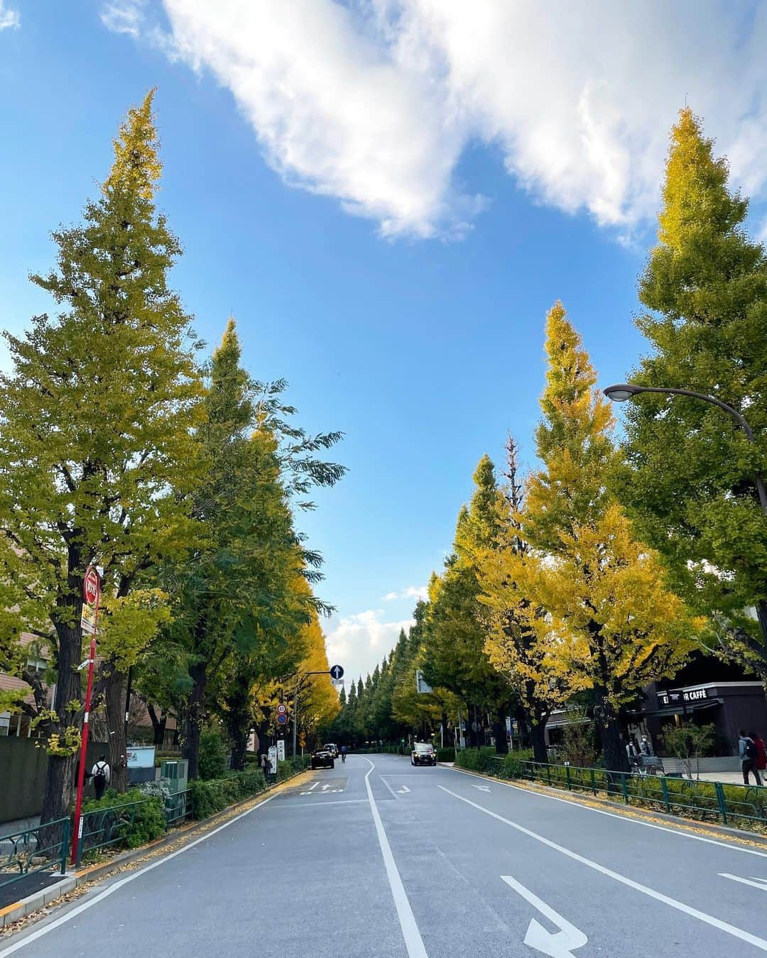 坂元美香さんのインスタグラム写真 - (坂元美香Instagram)「すわほー！ 　　　　　　↑ 今日は日本シリーズ行けなかったので 野球投稿はありません。（坂元二軍調整中）  銀杏並木@千駄ヶ谷の駅前です  外苑は人が多すぎるから敢えて行かないけど 千駄ヶ谷もなかなか良いのよ🍁 写真撮ると思ってなかったから アイメイクしてないけど…😶  毎年やってくるこの時期。 繁忙期で体力勝負の時期です… 昨年はぶっ倒れて点滴打って 3週間寝込みました。 今年はなんとか乗り切りたい。 けど、もう疲労がきてる… でもどんどん仕事が入る… もう気合いやら精神力やらで 乗り切れる年齢ではないので 休める時は少しでも休んで調整です。  この繁忙期が終わったら 疲労に負けない体づくりをすることを 決心しました。  あとは仙豆級のサプリとかあったら教えて〜  おやすみなさい😪  #銀杏並木 #紅葉」11月24日 22時55分 - mika_saka