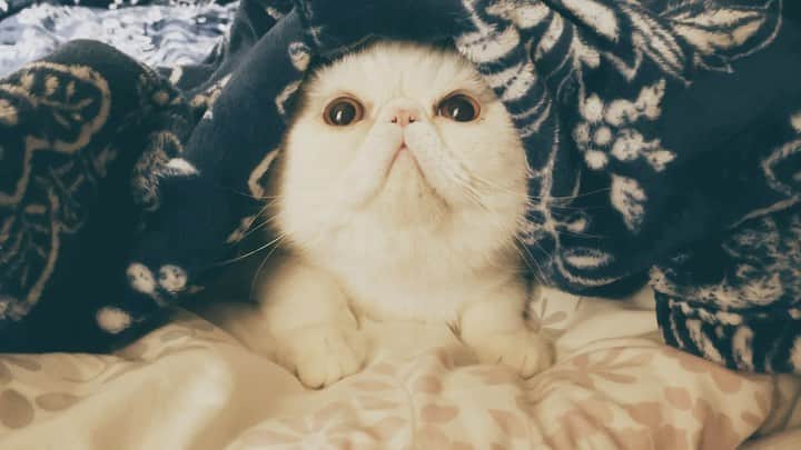 女将のインスタグラム：「Bun  グッナイ😴  #かわいいかわいいぶたまんちゃん  #２日前に火傷したところが今になって痛いし水膨れてる #筋肉痛みたいに遅れてくるとかある？😂  #きな粉餅部屋#ねこ#エキゾチックショートヘア#白猫#ねこのきもち#ねこのいる生活#cat#cats#catstagram#catsofinstagram#cats_of_instagram#ilovecats#instagood#exoticshorthair#neko」