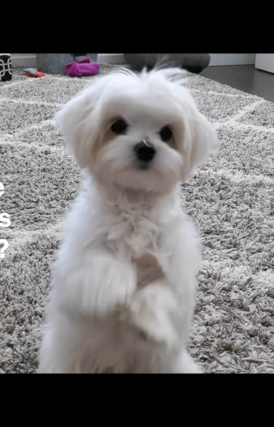 Toby LittleDudeのインスタグラム：「#ad Being a puppy means I need lots of entertainment so I don't do naughty puppy stuff. I started playing @farmville 3 and it's so much fun! It's full of cute animals and I get to do fun stuff like gardening, farming and baking! #FarmVille3 is available on Android and iOs.」