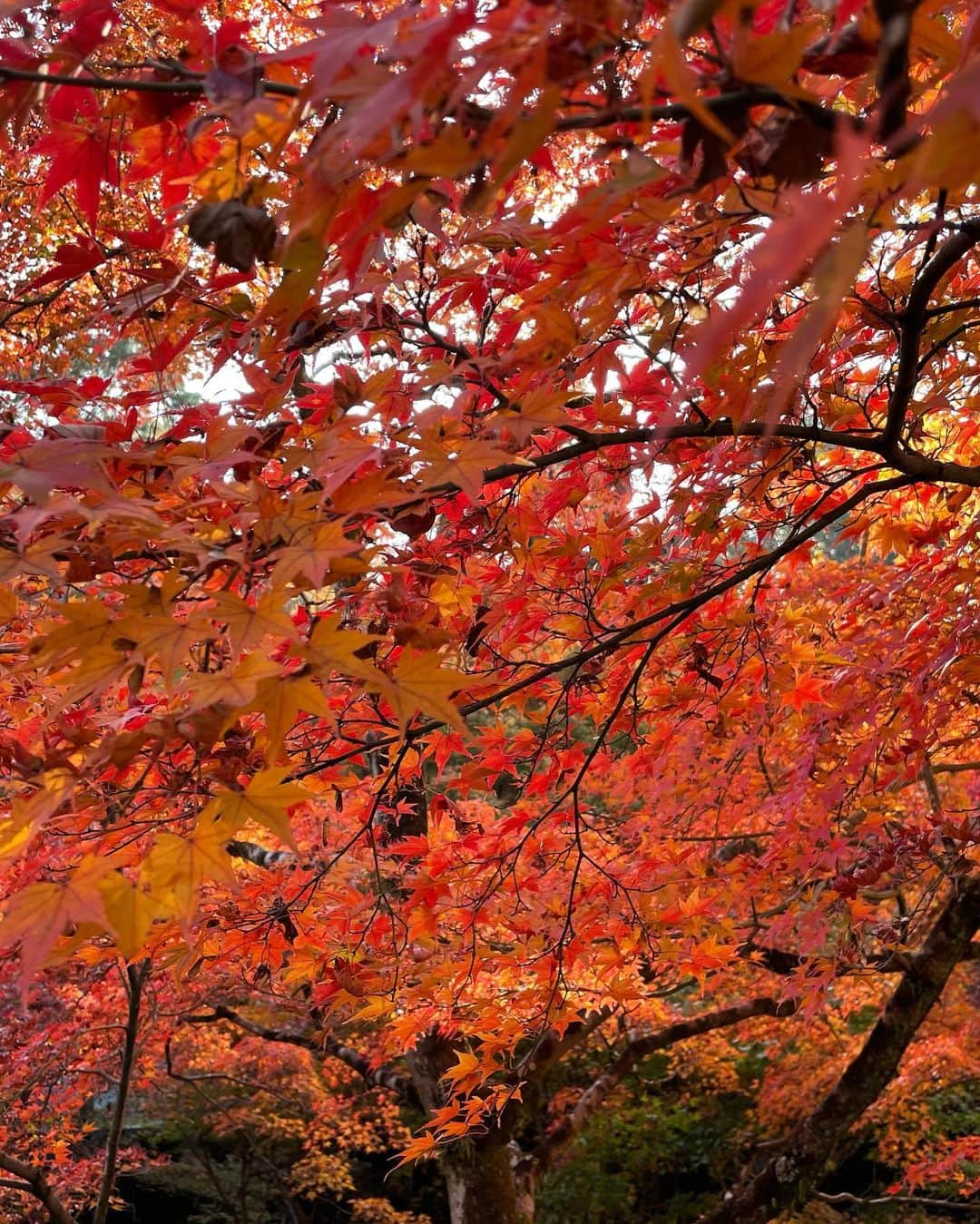 マシ・オカさんのインスタグラム写真 - (マシ・オカInstagram)「紅葉見に行こうよ〜　♪  #京都 #紅葉 #kyotofoliage」11月25日 10時02分 - masioka