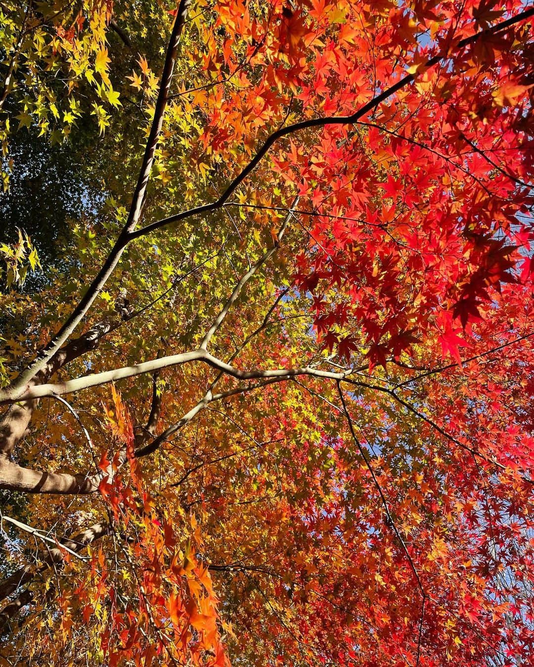 マシ・オカさんのインスタグラム写真 - (マシ・オカInstagram)「紅葉見に行こうよ〜　♪  #京都 #紅葉 #kyotofoliage」11月25日 10時02分 - masioka