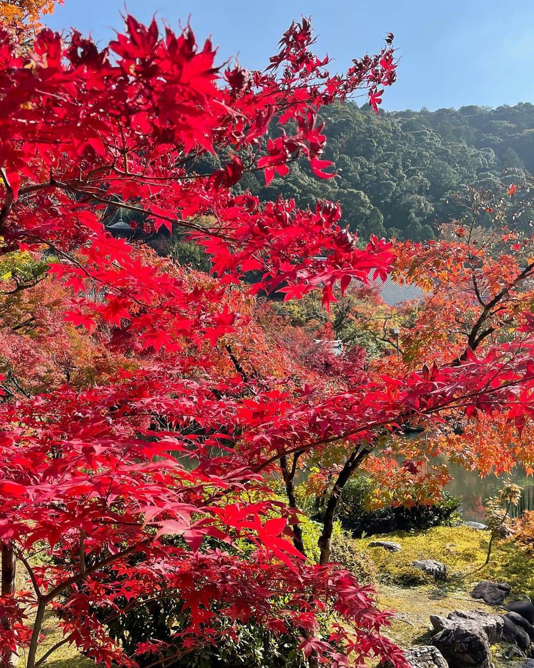 マシ・オカのインスタグラム：「紅葉見に行こうよ〜　♪  #京都 #紅葉 #kyotofoliage」