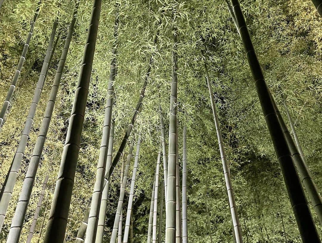 マシ・オカさんのインスタグラム写真 - (マシ・オカInstagram)「夜の紅葉 Kyoto foliage at night time. Please come visit Japan when it opens up again.  Beautiful sights, food, culture, and people.  #高台寺 #京都 #Kodaiji #Kyoto」11月25日 12時38分 - masioka