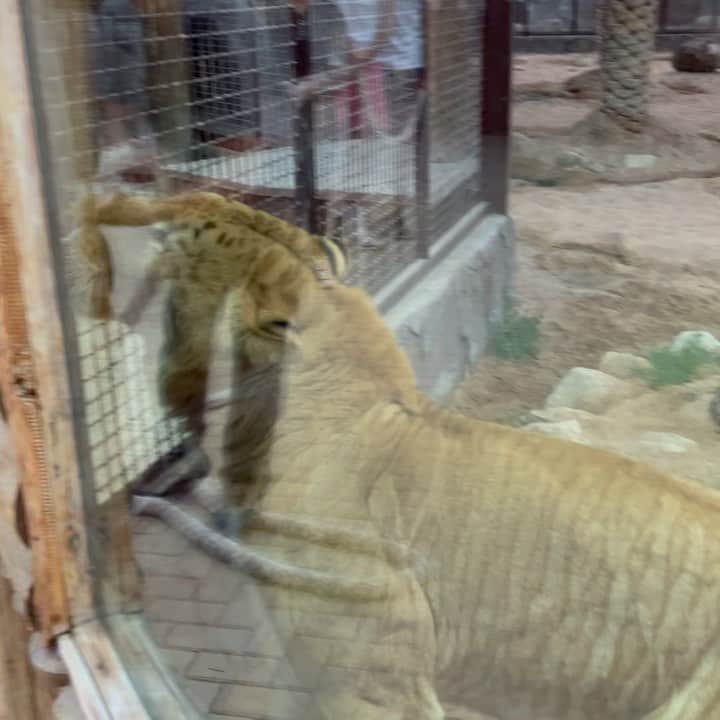 マルセロ・メロのインスタグラム：「Incrível a força que o Leão tem, foi impossível puxar ele com a corda!! . . Even tho I was technically alone pushing the Lion, you can see how strong they are ! 🤡 Could help bit more but it’s ok, next time !! @alexzverev123  . . Thanks to the @fame.park for the opportunity to go and see the animals. #dubai」