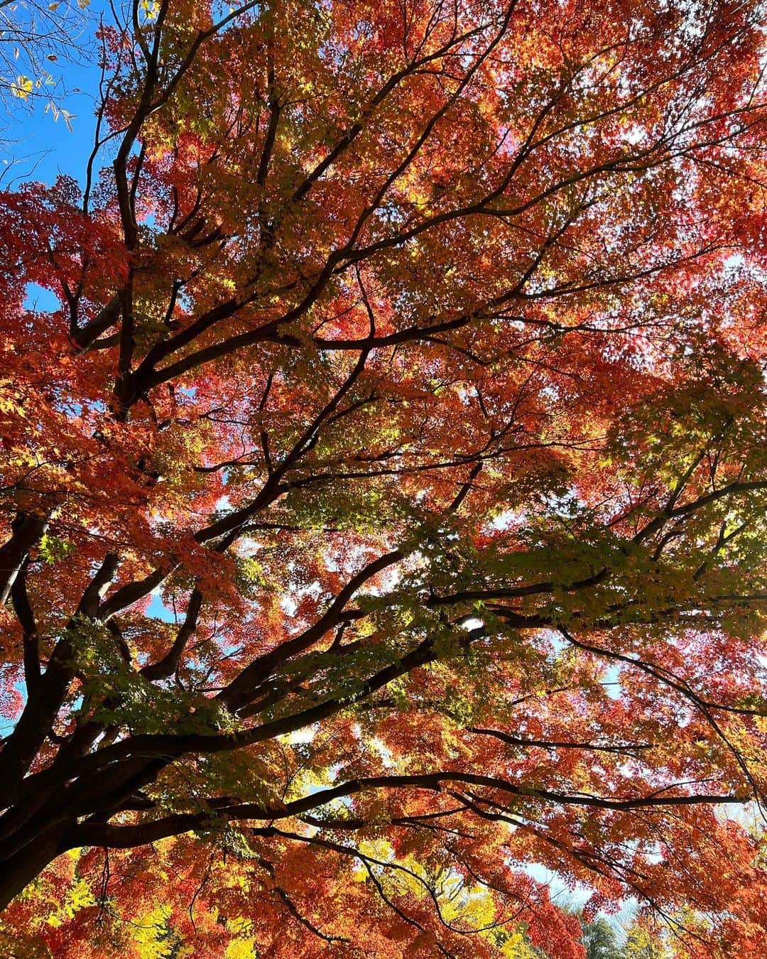 志摩マキさんのインスタグラム写真 - (志摩マキInstagram)「Amazing Japan🥰งดงามตามท้องเรื่อง🤣最近のアイホンが凄過ぎw #iphone13pro #🍁　＃紅葉　#秋　#満喫　#昭和記念公園　#🇯🇵 #ญี่ปุ่น #ใบไม้เปลี่ยนสี #สวย #สวยบอกต่อ #Japan #autumn #showakinenpark」11月25日 15時24分 - makishimaaa