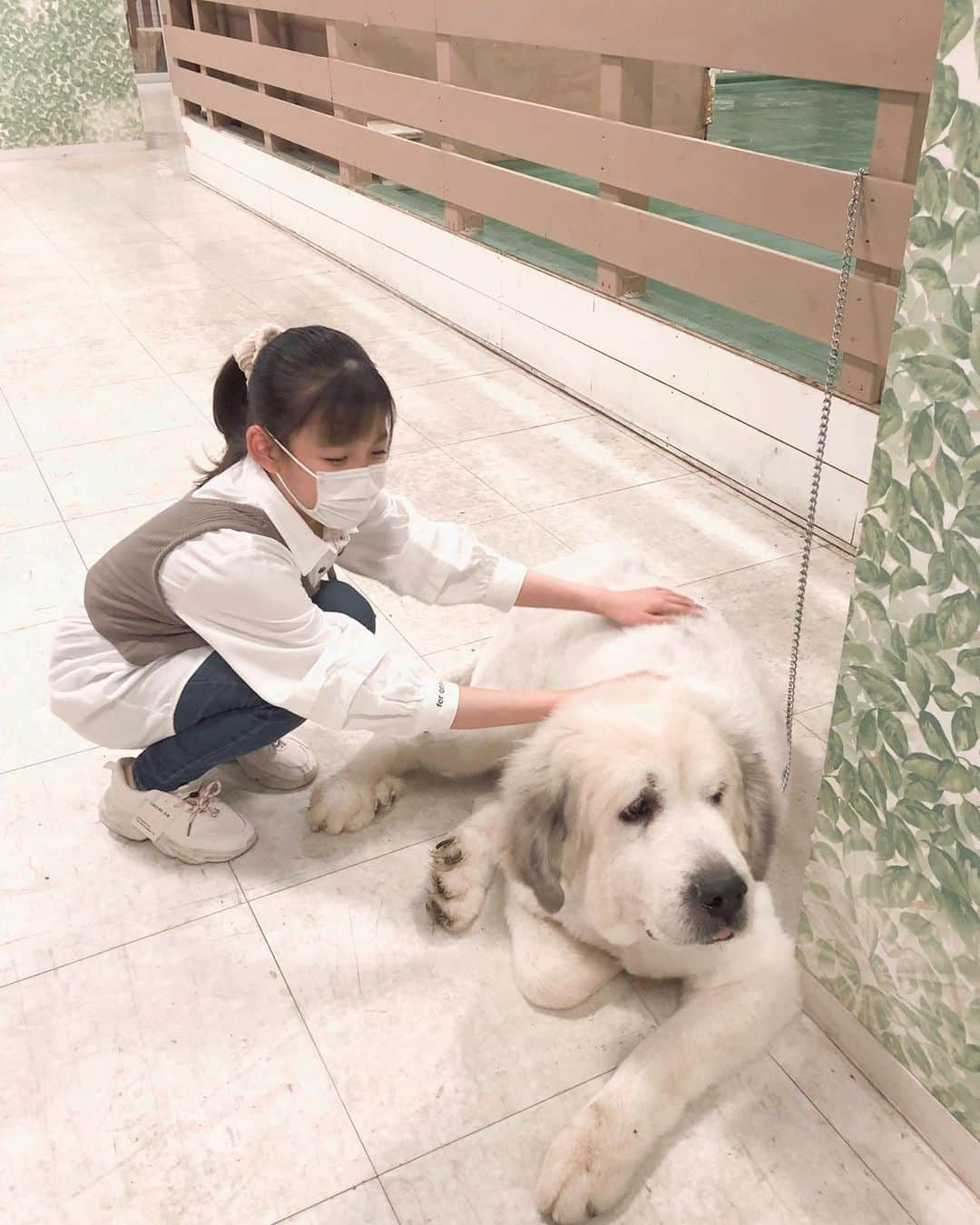 野澤しおりさんのインスタグラム写真 - (野澤しおりInstagram)「室内動物園に行ってきました🐑 モフモフしてて かわいかったです🐥💕  #bighopガーデンモール印西 #moff #モフモフ #野澤しおり」11月25日 16時31分 - n_shiori_ta