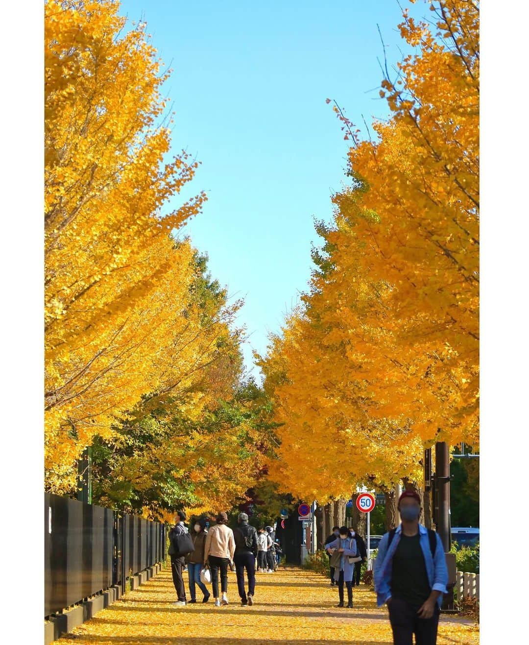 斎藤ちはるさんのインスタグラム写真 - (斎藤ちはるInstagram)「秋晴れの日🍁 . いちょうの絨毯が綺麗だった…😳 . . #今の季節 しか #撮れない #写真 #紅葉 #美しい #chihashot . . #斎藤ちはる#テレビ朝日アナウンサー#テレビ朝日#テレ朝#アナウンサー#カメラ#カメラ好き#趣味#カメラ部#写真好き#風景#風景写真#空#青空#いちょう#いちょう並木#銀杏並木#銀杏#イチョウ#いちょうの絨毯#絨毯#秋#秋晴れ#ミラーレス一眼」11月25日 20時00分 - chiharu_saito_ex