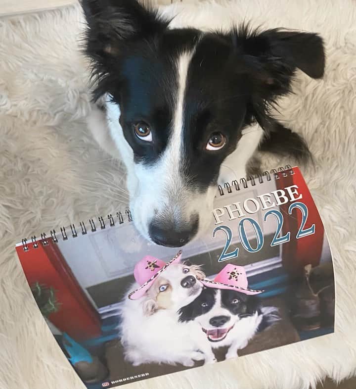 Jazzy Cooper Fostersのインスタグラム：「Calendars are here! The first puncture-free 😁 batch will ship tomorrow. All calendars should be shipped by next Tuesday. Thank you for getting your copy!  Happy thanksgiving!」