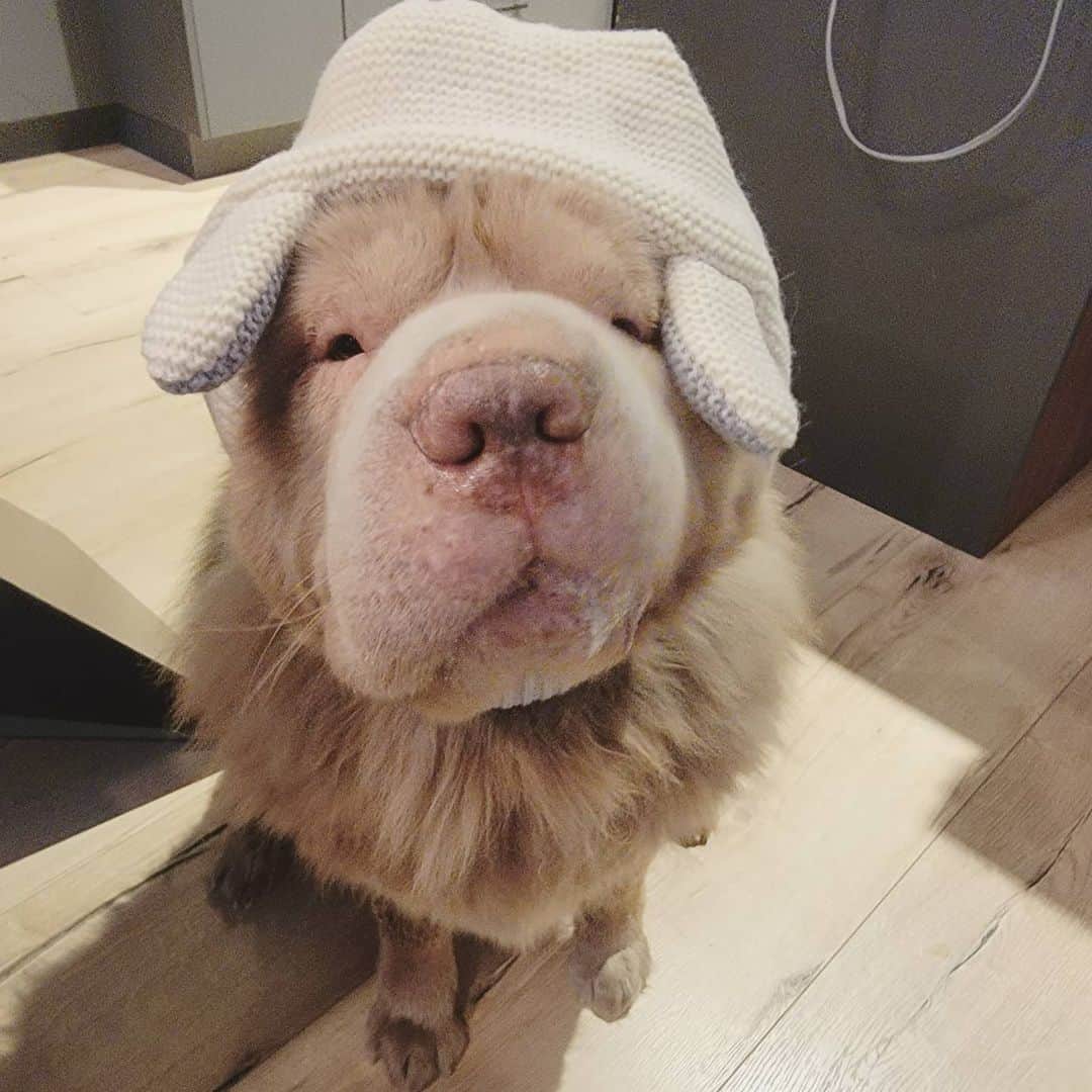 Tonkey Bearのインスタグラム