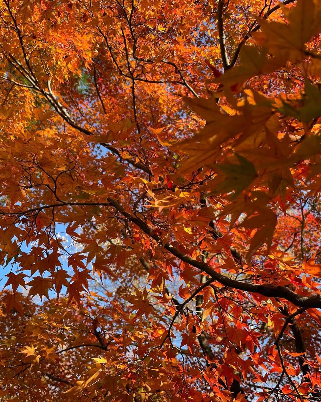 マシ・オカさんのインスタグラム写真 - (マシ・オカInstagram)「Last post bugged out, so here are some more photos from Kyoto.  Wishing everyone a Happy Thanksgiving as well! #TurkeyDay #WorkDayInJapan #金曜日だ #もうすぐ12月 #東京はクリスマス模様 #次回予告 #イルミネーション」11月26日 10時13分 - masioka