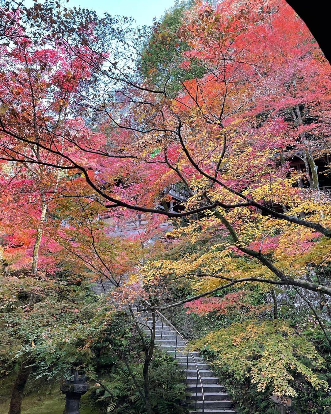 マシ・オカさんのインスタグラム写真 - (マシ・オカInstagram)「Last post bugged out, so here are some more photos from Kyoto.  Wishing everyone a Happy Thanksgiving as well! #TurkeyDay #WorkDayInJapan #金曜日だ #もうすぐ12月 #東京はクリスマス模様 #次回予告 #イルミネーション」11月26日 10時13分 - masioka