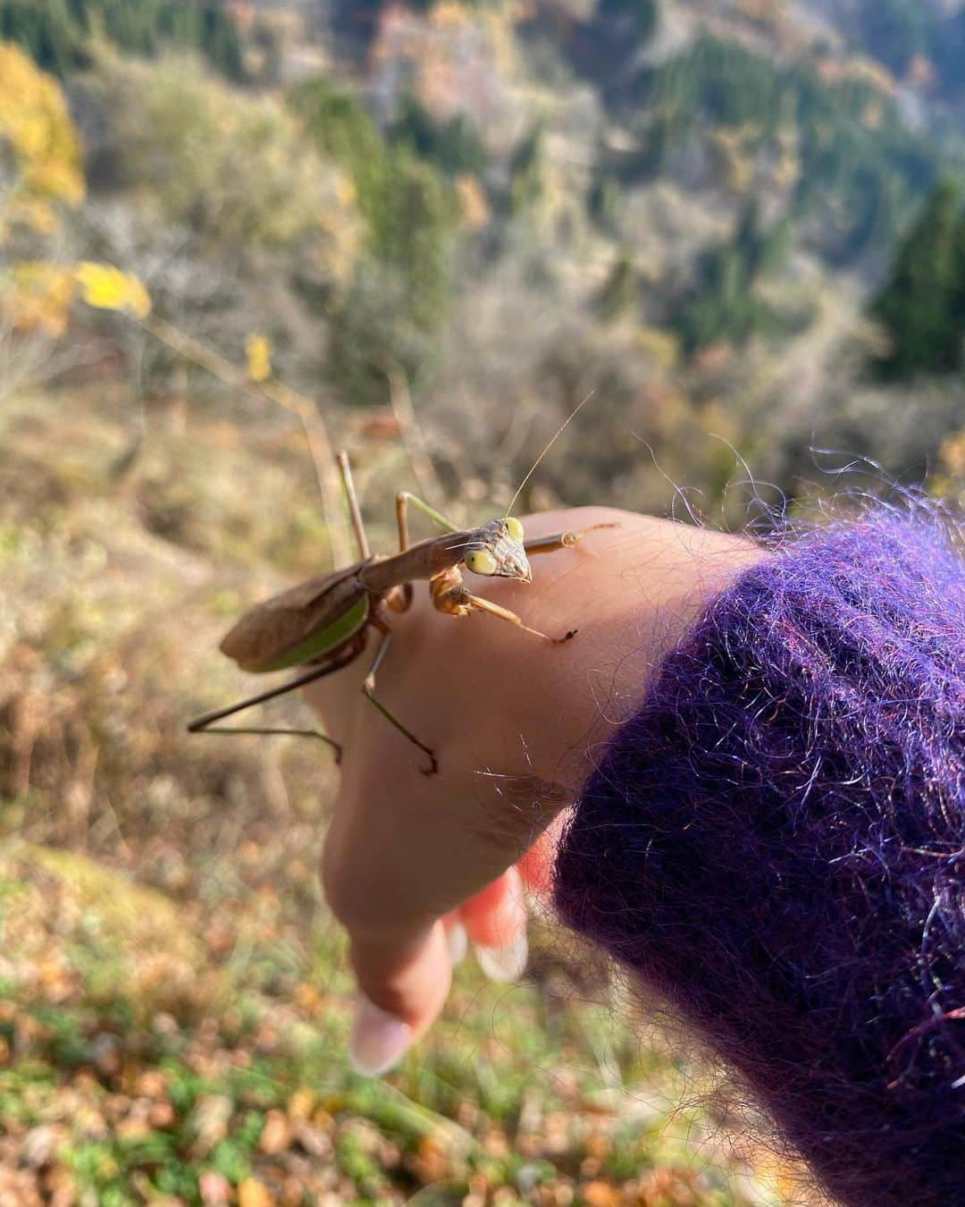 水原希子 さんのインスタグラム写真 - (水原希子 Instagram)「Beautiful Mantis💚」11月26日 10時22分 - i_am_kiko