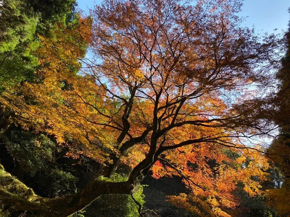 山下七子さんのインスタグラム写真 - (山下七子Instagram)「こんばんは🐿 先日アサデス。KBCで放送された紅葉ロケの写真を共有させて下さい♪  まず1枚目〜3枚目は添田町 英彦山にあるひこさんホテル 和さん🍁♨️ 露天風呂に入りながら見上げるのではなく間近で色鮮やかな紅葉が見ること出来るんです！！お湯に反射している紅葉も綺麗で気持ちよかったなあ〜☺️癒し×癒しでした〜🍂頑張ったなあ〜と自分へのご褒美にいかがでしょうか☺️ （髪の毛少しぐしゃっとなっていますがご愛嬌ということでお許しを🥺笑）  4枚目からは、築上町 寒田の牧の原キャンプ場の山奥にある紅葉🍁 本当に薄暗くてひんやりとしている山奥にあるので心配になりましたが、午前11時〜午後1時の日に当たる2時間だけ輝く紅葉！奇跡のモミジに出会えました🍁 山奥にドーム状のようになっている紅葉を付けた木が一本どしんと立っていて、日が当たってキラキラ輝いていましたよ〜✨🍁  #アサデス#アサデスkbc #KBC#リポーター#紅葉#紅葉ロケ#絶景#絶景スポット#ひこさんホテル和 #築上町#英彦山 #添田町#寒田 #温泉」11月26日 18時58分 - yamashita_nanako