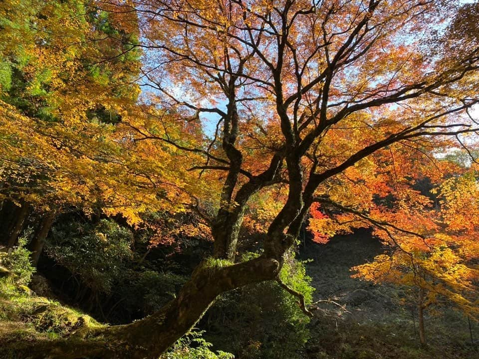 山下七子さんのインスタグラム写真 - (山下七子Instagram)「こんばんは🐿 先日アサデス。KBCで放送された紅葉ロケの写真を共有させて下さい♪  まず1枚目〜3枚目は添田町 英彦山にあるひこさんホテル 和さん🍁♨️ 露天風呂に入りながら見上げるのではなく間近で色鮮やかな紅葉が見ること出来るんです！！お湯に反射している紅葉も綺麗で気持ちよかったなあ〜☺️癒し×癒しでした〜🍂頑張ったなあ〜と自分へのご褒美にいかがでしょうか☺️ （髪の毛少しぐしゃっとなっていますがご愛嬌ということでお許しを🥺笑）  4枚目からは、築上町 寒田の牧の原キャンプ場の山奥にある紅葉🍁 本当に薄暗くてひんやりとしている山奥にあるので心配になりましたが、午前11時〜午後1時の日に当たる2時間だけ輝く紅葉！奇跡のモミジに出会えました🍁 山奥にドーム状のようになっている紅葉を付けた木が一本どしんと立っていて、日が当たってキラキラ輝いていましたよ〜✨🍁  #アサデス#アサデスkbc #KBC#リポーター#紅葉#紅葉ロケ#絶景#絶景スポット#ひこさんホテル和 #築上町#英彦山 #添田町#寒田 #温泉」11月26日 18時58分 - yamashita_nanako